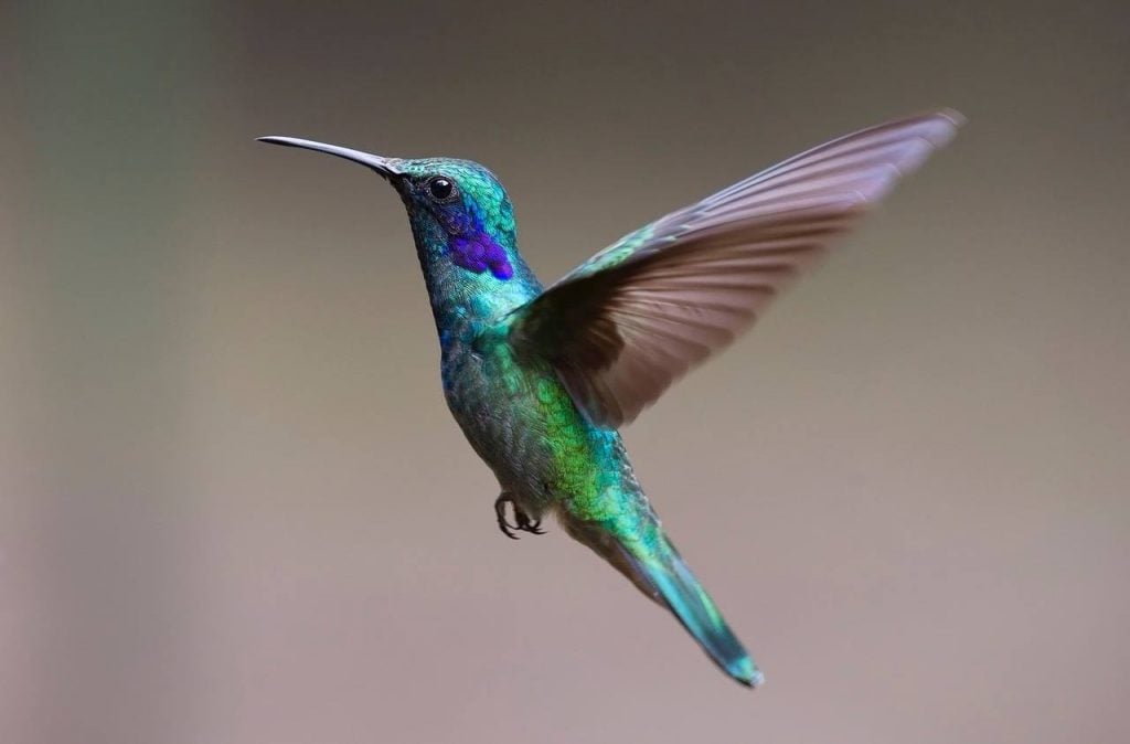 hummingbird-toc-do-man-trap-pic-1